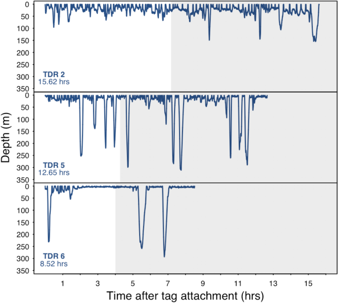 Bowhead Whales Use Two Foraging Strategies In Response To Fine Scale Differences In Zooplankton Vertical Distribution Scientific Reports Bowhead Whales Use Two Foraging Strategies In Response To Fine Scale Differences In Zooplankton Vertical Distribution Scientific Reports