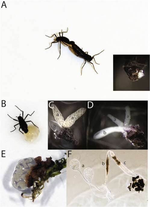 Multi Level Analysis Of Reproduction In An Antarctic Midge Identifies Female And Male Accessory Gland Products That Are Altered By Larval Stress And Impact Progeny Viability Scientific Reports