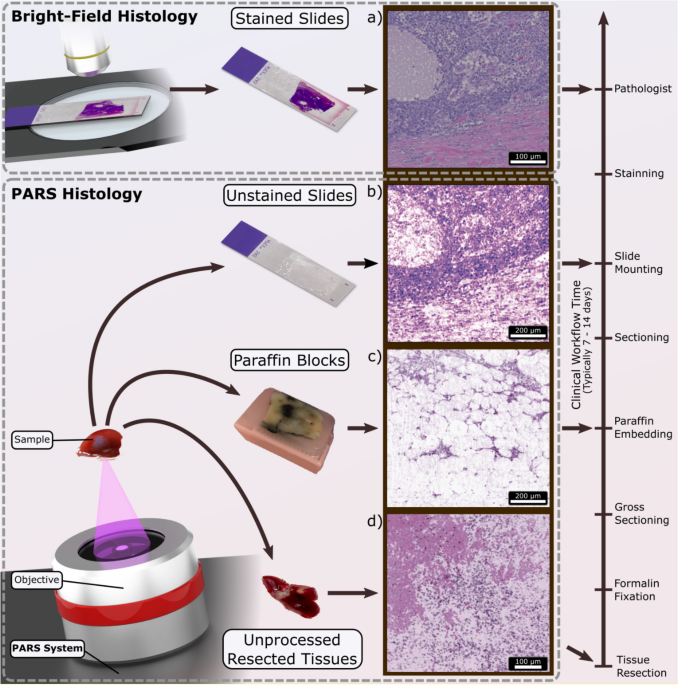 Fisherbrand Histoplast Paraffin Wax:Histology and Cytology:Tissue Embedding