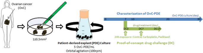 Patient Derived Ovarian Cancer Explants Preserved Viability And Histopathological Features In Long Term Agitation Based Cultures Scientific Reports