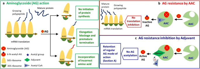 Retention of antibiotic activity against resistant bacteria harbouring  aminoglycoside-N-acetyltransferase enzyme by adjuvants: a combination of  in-silico and in-vitro study | Scientific Reports
