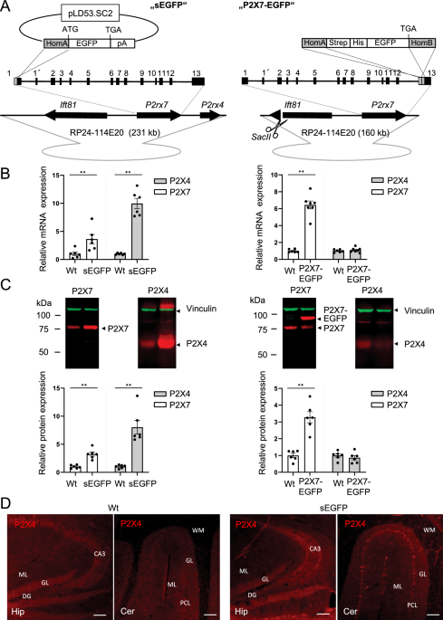 ブレイン200 BRAIN200 バックボーンジャパン  ブレイン バックボーン 200 Turnover atlas of proteome and