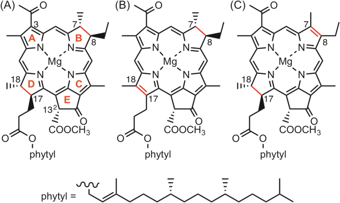 In Situ Formation Of Photoactive B Ring Reduced Chlorophyll Isomer In Photosynthetic Protein Lh2 Scientific Reports