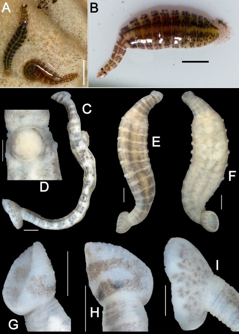 First freshwater mussel-associated piscicolid leech from East Asia