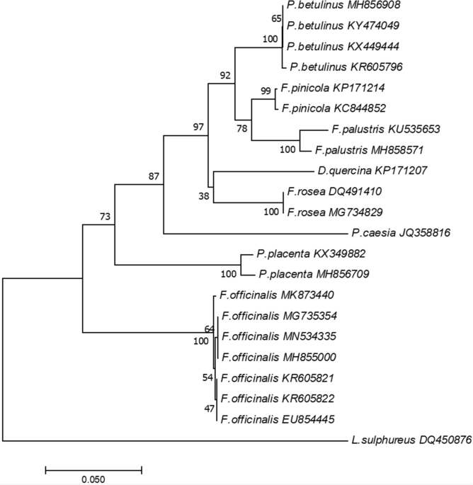 Medicinal Potential Of Mycelium And Fruiting Bodies Of An Arboreal Mushroom Fomitopsis Officinalis In Therapy Of Lifestyle Diseases Scientific Reports