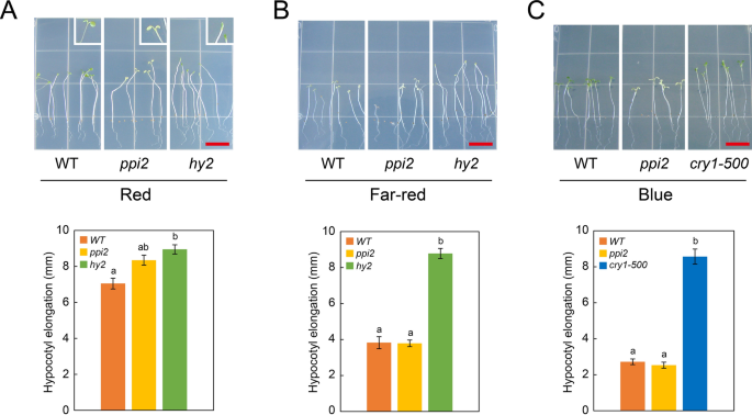 Induction Of Toc And Tic Genes During Photomorphogenesis Is Mediated Primarily By Cryptochrome 1 In Arabidopsis Scientific Reports