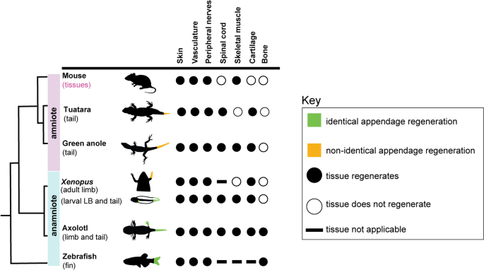 Anatomical and histological analyses reveal that tail repair is coupled  with regrowth in wild-caught, juvenile American alligators (Alligator  mississippiensis) | Scientific Reports