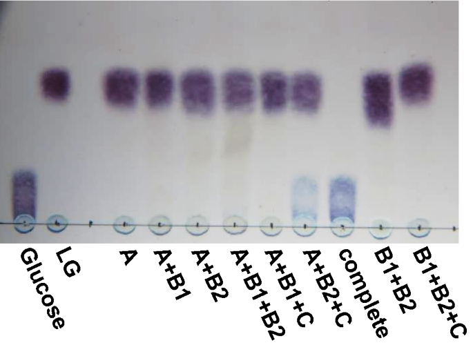 Identification of levoglucosan degradation pathways in bacteria and  sequence similarity network analysis