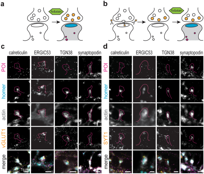 Synaptic Activity And Strength Are Reflected By Changes In The Post Synaptic Secretory Pathway Scientific Reports