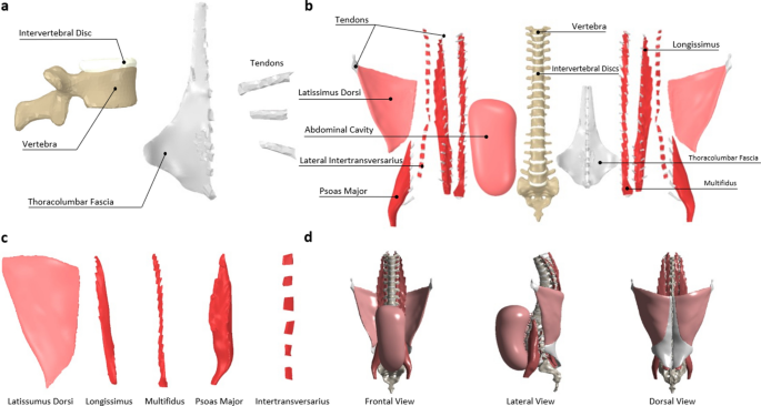 Development And Validation Of A Timely And Representative Finite Element  Human Spine Model For Biomechanical Simulations | Scientific Reports Development And Validation Of A Timely And Representative Finite Element  Human Spine Model For Biomechanical Simulations | Scientific Reports