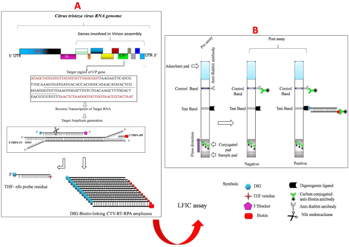 Development Of A Reverse Transcription Recombinase Polymerase Based Isothermal Amplification Coupled With Lateral Flow Immunochromatographic Assay Ctv Rt Rpa Lfica For Rapid Detection Of Citrus Tristeza Virus Scientific Reports