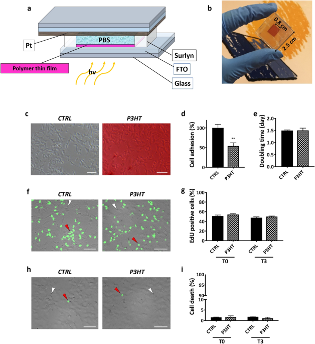 Colour Sensitive Conjugated Polymer Inkjet Printed Pixelated Artificial Retina Model Studied Via A Bio Hybrid Photovoltaic Device Scientific Reports
