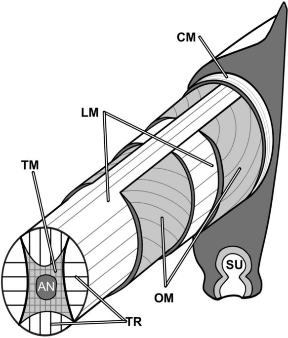 Featured image of post View 16 Muscular Octopus