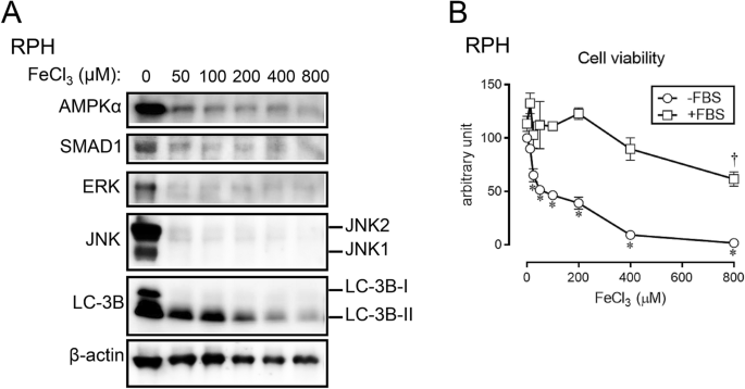 Response To Iron Overload In Cultured Hepatocytes Scientific Reports Response To Iron Overload In Cultured Hepatocytes Scientific Reports