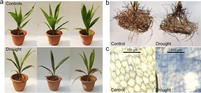 Genes Pathways And Networks Responding To Drought Stress In Oil Palm Roots Scientific Reports