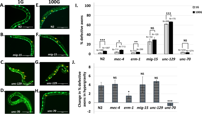 Muscle And Epidermal Contributions Of The Structural Protein B Spectrin Promote Hypergravity Induced Motor Neuron Axon Defects In C Elegans Scientific Reports