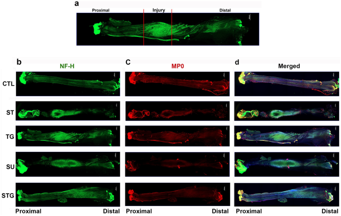 bpc-157 nerve regeneration sciatic nerve rat A novel transection and repair method in mice: histomorphometric analysis of nerves, blood vessels, and muscles with functional recovery Nerve degeneration in a sciatic