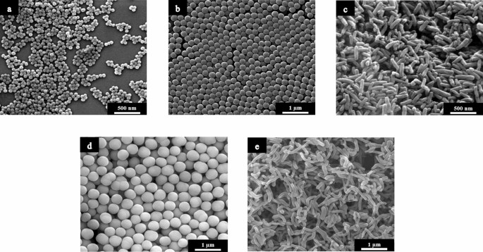 Subtoxic cell responses to silica particles with different size | Reports