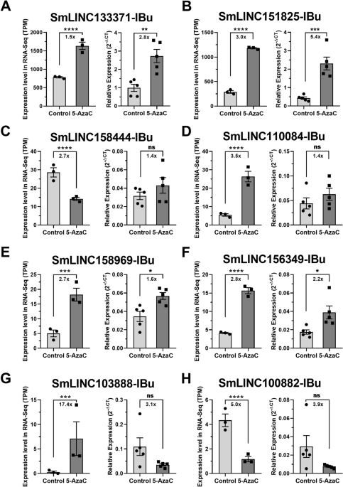 Histone methylation changes are required for life cycle progression in the  human parasite Schistosoma mansoni