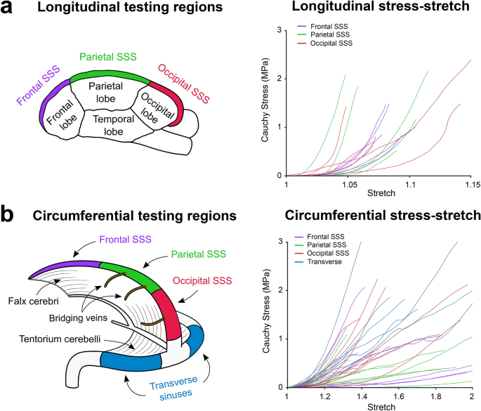 Mechanical And Structural Characterisation Of The Dural Venous Sinuses Scientific Reports Mechanical And Structural Characterisation Of The Dural Venous Sinuses Scientific Reports