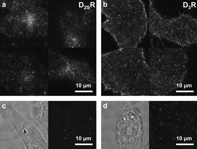 Visualization and ligand-induced modulation of dopamine receptor  dimerization at the single molecule level