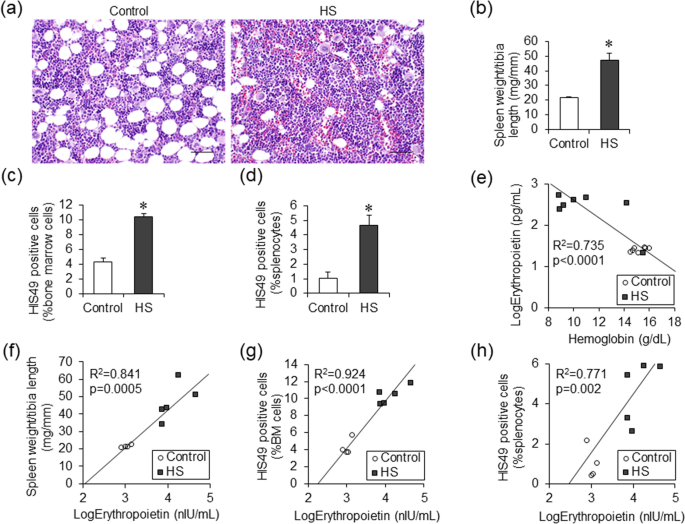 High Dietary Protein Exacerbates Hypertension and Renal Damage in Dahl SS  Rats by Increasing Infiltrating Immune Cells in the Kidney