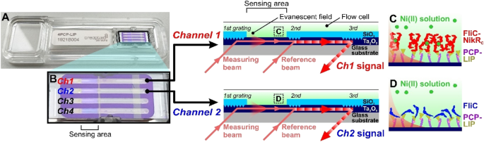 Grating Coupled Interferometry Reveals Binding Kinetics And Affinities Of Ni Ions To Genetically Engineered Protein Layers Scientific Reports