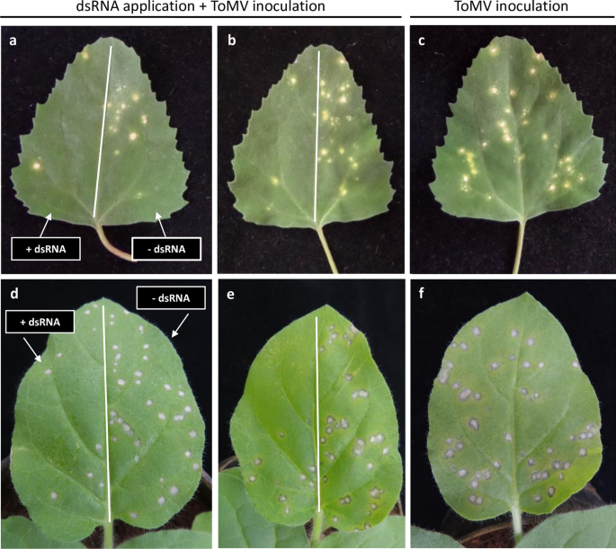 Sirna Biogenesis And Advances In Topically Applied Dsrna For Controlling Virus Infections In Tomato Plants Scientific Reports Sirna Biogenesis And Advances In Topically Applied Dsrna For Controlling Virus Infections In Tomato Plants Scientific Reports