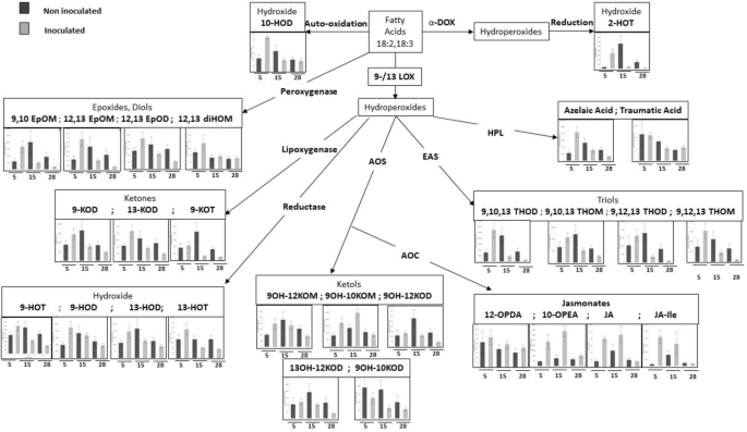 Oxylipins Are Implicated As Communication Signals In Tomato Root Knot Nematode Meloidogyne Javanica Interaction Scientific Reports