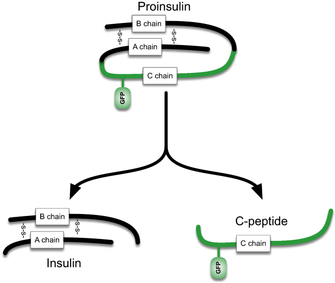 Improved In Vivo Imaging Method For Individual Islets Across The Mouse Pancreas Reveals A Heterogeneous Insulin Secretion Response To Glucose Scientific Reports