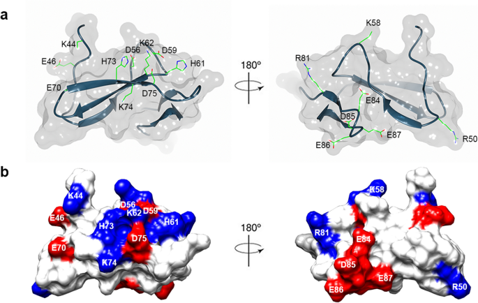 Ige Binding Residues Analysis Of The House Dust Mite Allergen Der P 23 Scientific Reports