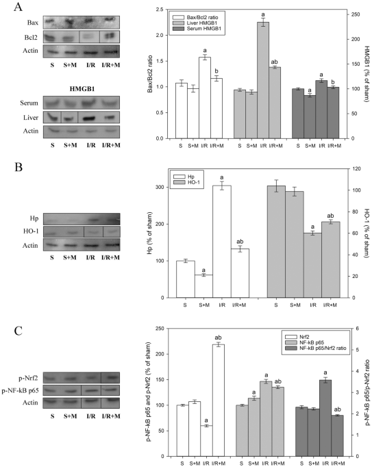 is l carnitine good for the heart Revisiting the Role of Carnitine in Heart Disease Through the Lens of the  Gut Microbiota