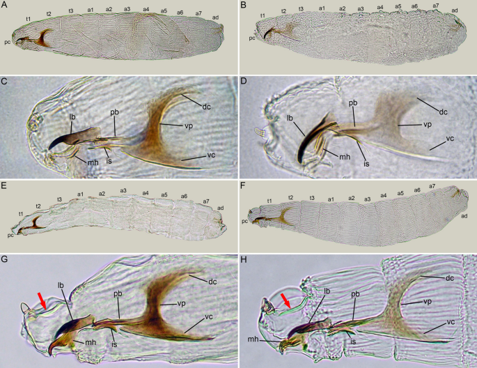 sarcophagidae larvae