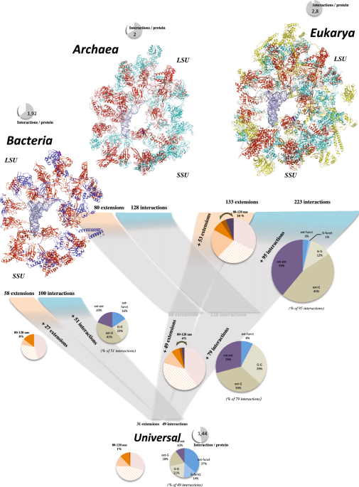 Nature and Regulation of Protein Folding on the Ribosome: Trends in  Biochemical Sciences