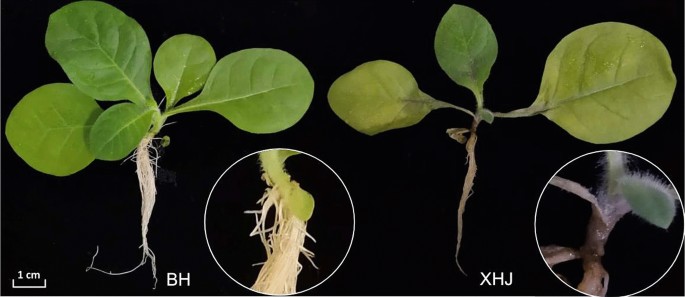 Comparative Transcriptome Analysis Reveals Resistant And Susceptible Genes In Tobacco Cultivars In Response To Infection By Phytophthora Nicotianae Scientific Reports