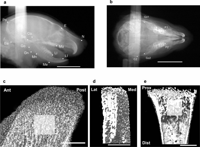 Intermittent Hypoxia Inhibits Mandibular Cartilage Growth With Reduced Tgf B And Sox9 Expressions In Neonatal Rats Scientific Reports