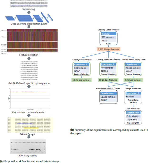 Classification and specific primer design for accurate detection of  SARS-CoV-2 using deep learning | Scientific Reports