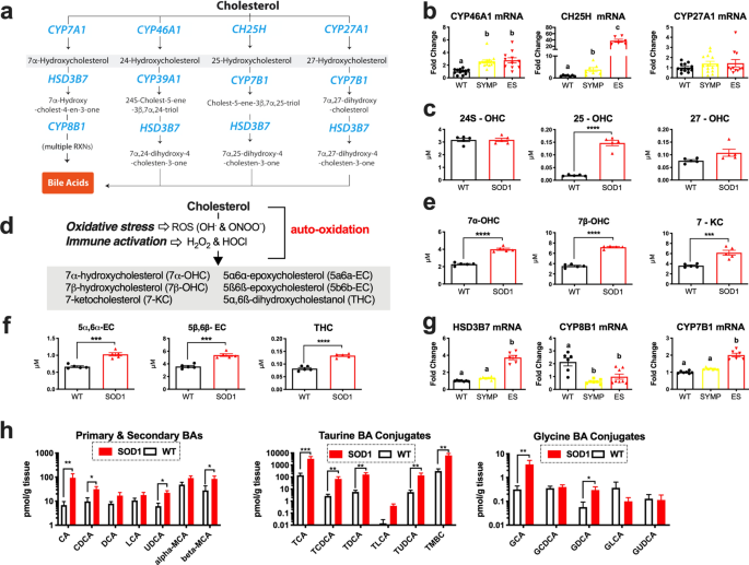 Sterol auto-oxidation adversely affects human motor neuron viability and is a neuropathological feature of amyotrophic lateral sclerosis