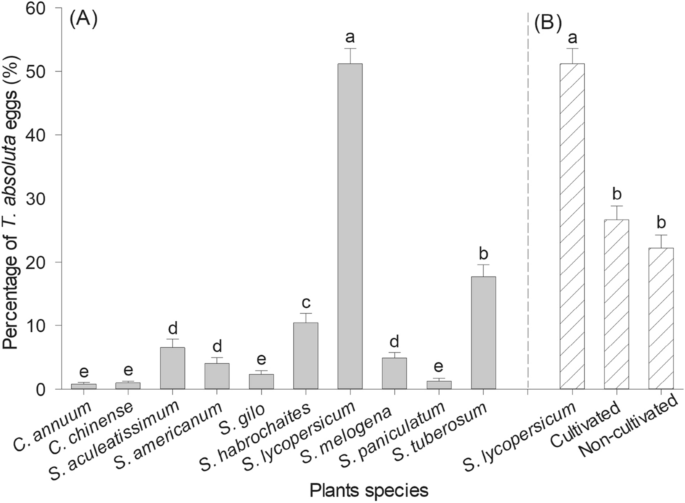 A chromosome-level genome assembly of tomato pinworm, Tuta absoluta