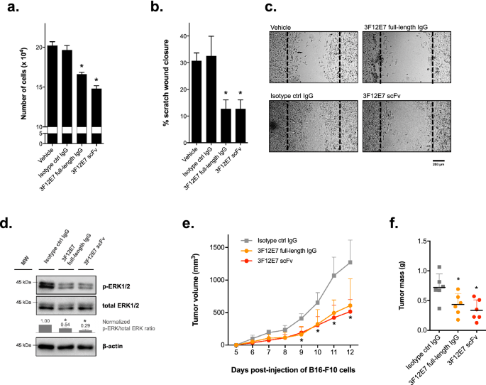 Generation and functional characterization of a single-chain variable  fragment (scFv) of the anti-FGF2 3F12E7 monoclonal antibody