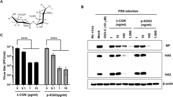 Iota-carrageenan from red seaweed inhibits SARS-CoV-2 in