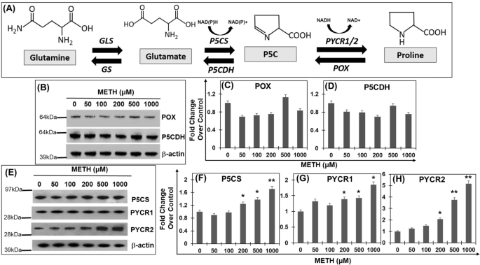 Activation Of Proline Biosynthesis Is Critical To Maintain Glutamate Homeostasis During Acute Methamphetamine Exposure Scientific Reports
