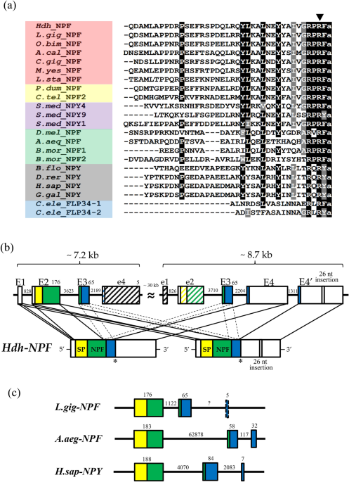 Npf Activates A Specific Npf Receptor And Regulates Food Intake In Pacific Abalone Haliotis Discus Hannai Scientific Reports
