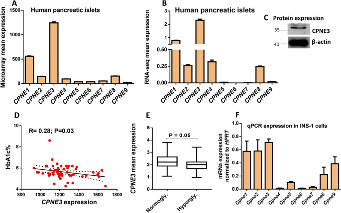 Copine 3 Cpne3 Is A Novel Regulator For Insulin Secretion And Glucose Uptake In Pancreatic B Cells Scientific Reports