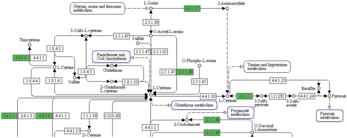 Enhancement of campylobacter hepaticus culturing to facilitate downstream applications