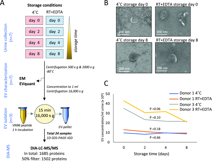 Simple urine storage protocol for extracellular vesicle proteomics  compatible with at-home self-sampling | Scientific Reports