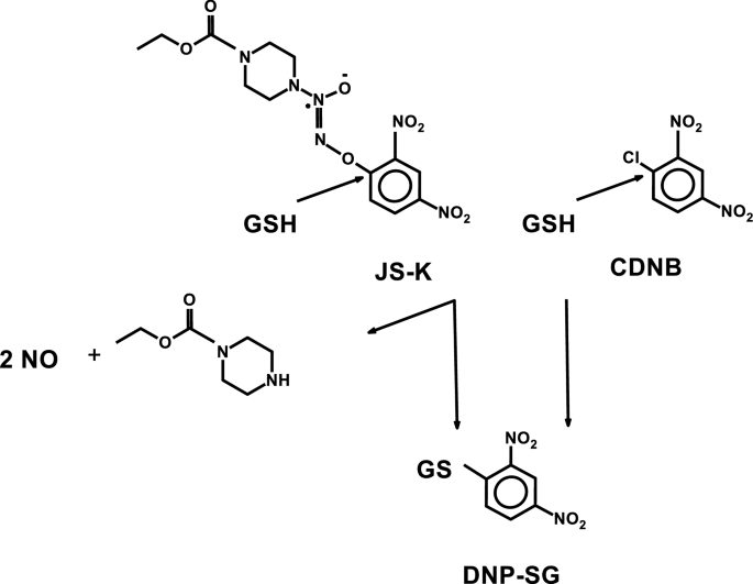 Role of human glutathione transferases in biotransformation of the nitric  oxide prodrug JS-K