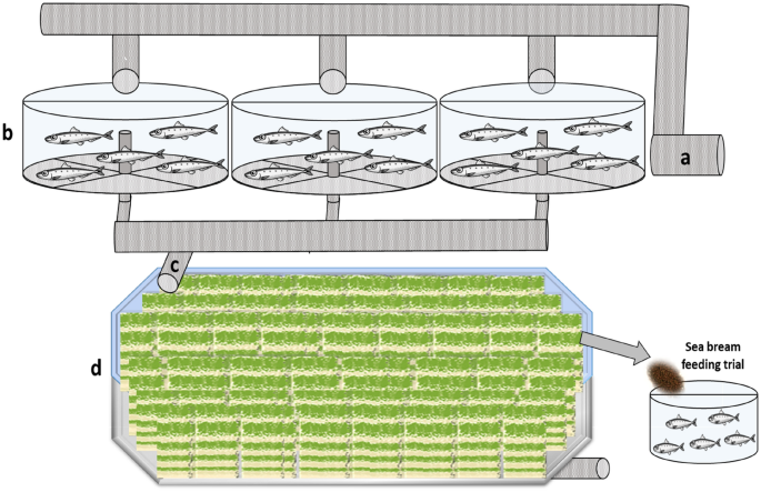 assistent fly helgen Fishmeal replacement by periphyton reduces the fish in fish out ratio and  alimentation cost in gilthead sea bream Sparus aurata | Scientific Reports  - Nature.com - SDG News for social good