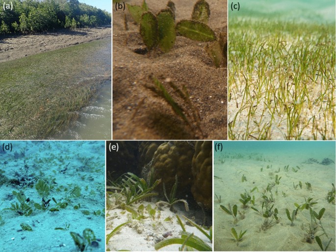 The Troubles and Hidden Benefits of Seagrass
