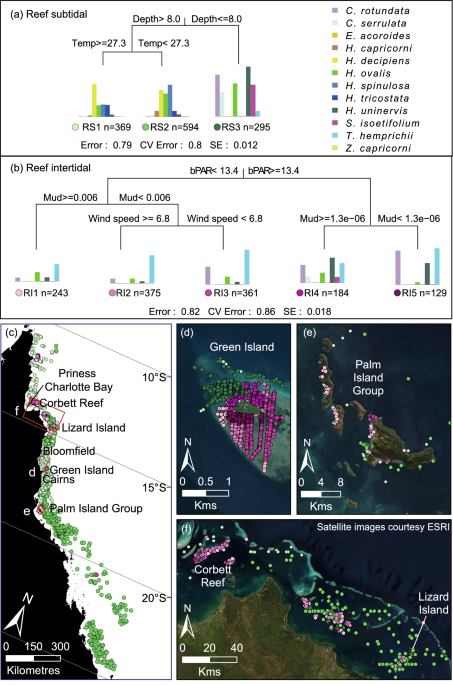 What is seagrass? - Great Barrier Reef Foundation